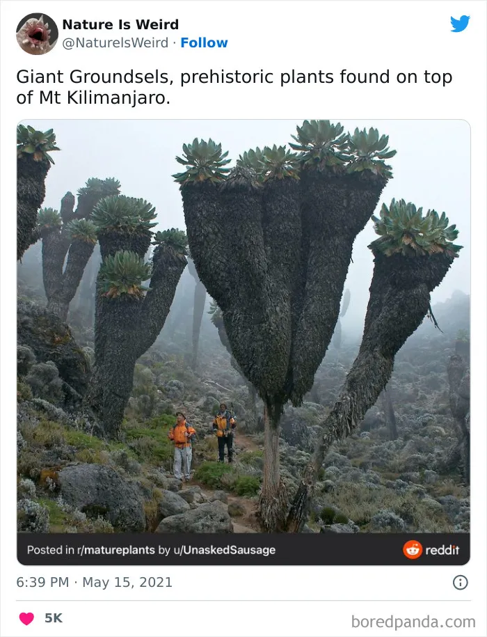 “Nature Is Weird”: 50 Interesting Pics And Facts About Mother Nature Shared By This Account