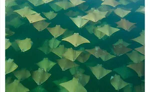“Nature Is Weird”: 50 Interesting Pics And Facts About Mother Nature Shared By This Account