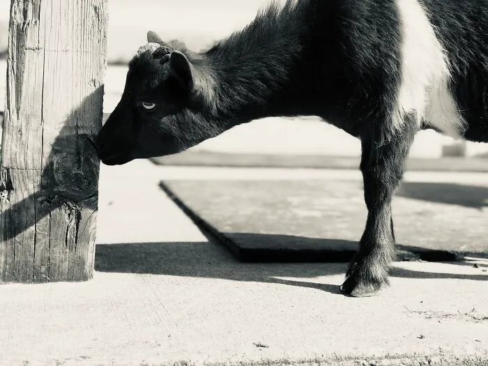 Dobby: A Taste For Trees