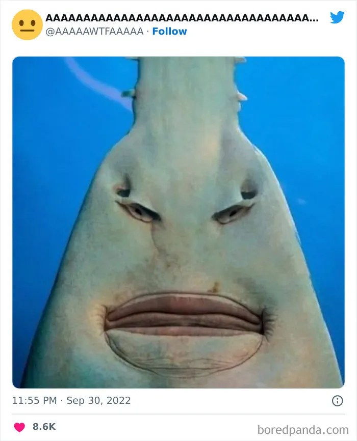 40 Random Pics From The Internet That Are So Weird They're Funny, As Shared On This Twitter Account