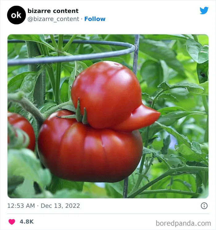 25 Publicaciones inexplicables que te dejarán perplejo