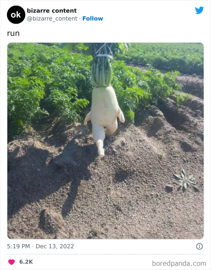 Bizarre Pics