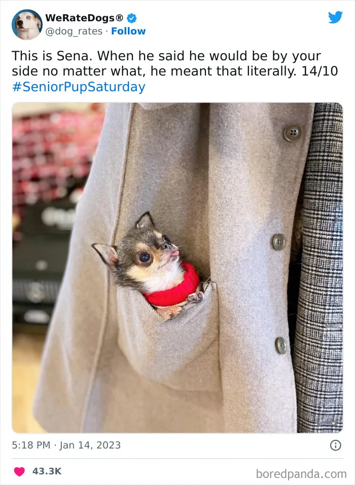 The “We Rate Dogs” Twitter Account With 9M Followers Rates People’s Dogs, And It’s As Hilarious As It Is Wholesome (50 New Pics)