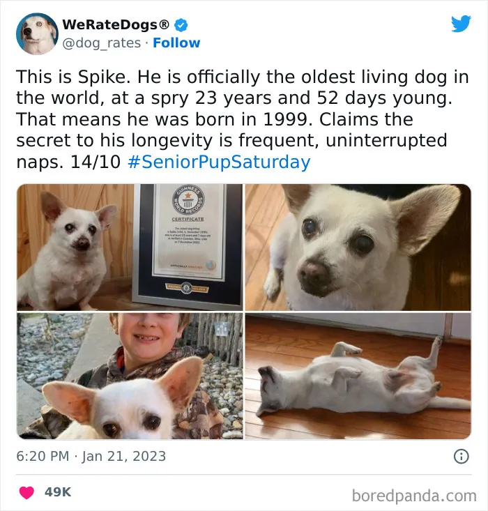 The “We Rate Dogs” Twitter Account With 9M Followers Rates People’s Dogs, And It’s As Hilarious As It Is Wholesome (50 New Pics)