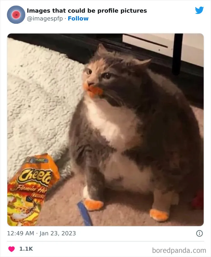 30 Of The Weirdest And Funniest Pics Shared On The "Images That Could Be Profile Pictures" Twitter Page