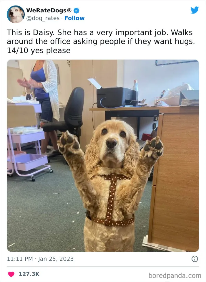 The “We Rate Dogs” Twitter Account With 9M Followers Rates People’s Dogs, And It’s As Hilarious As It Is Wholesome (50 New Pics)