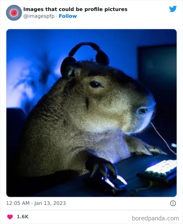 30 Of The Weirdest And Funniest Pics Shared On The "Images That Could Be Profile Pictures" Twitter Page