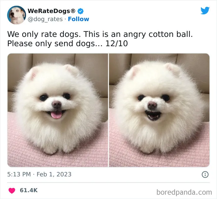 The “We Rate Dogs” Twitter Account With 9M Followers Rates People’s Dogs, And It’s As Hilarious As It Is Wholesome (50 New Pics)