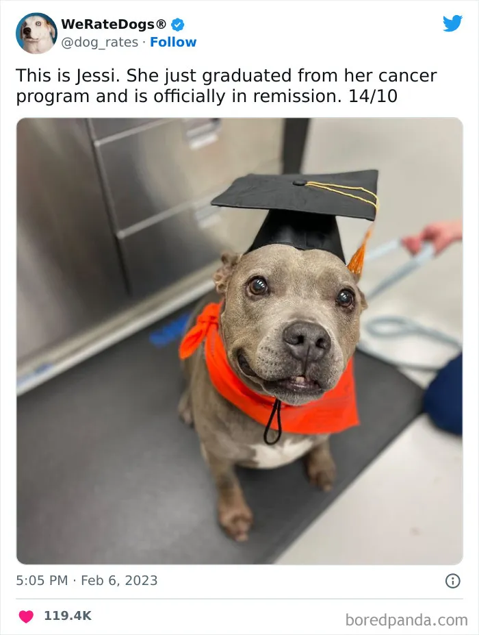 The “We Rate Dogs” Twitter Account With 9M Followers Rates People’s Dogs, And It’s As Hilarious As It Is Wholesome (50 New Pics)