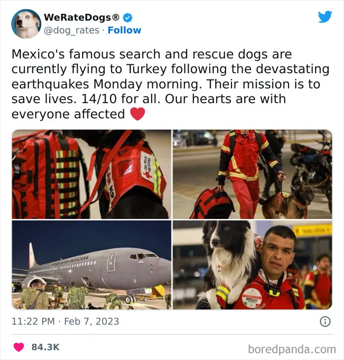 The “We Rate Dogs” Twitter Account With 9M Followers Rates People’s Dogs, And It’s As Hilarious As It Is Wholesome (50 New Pics)