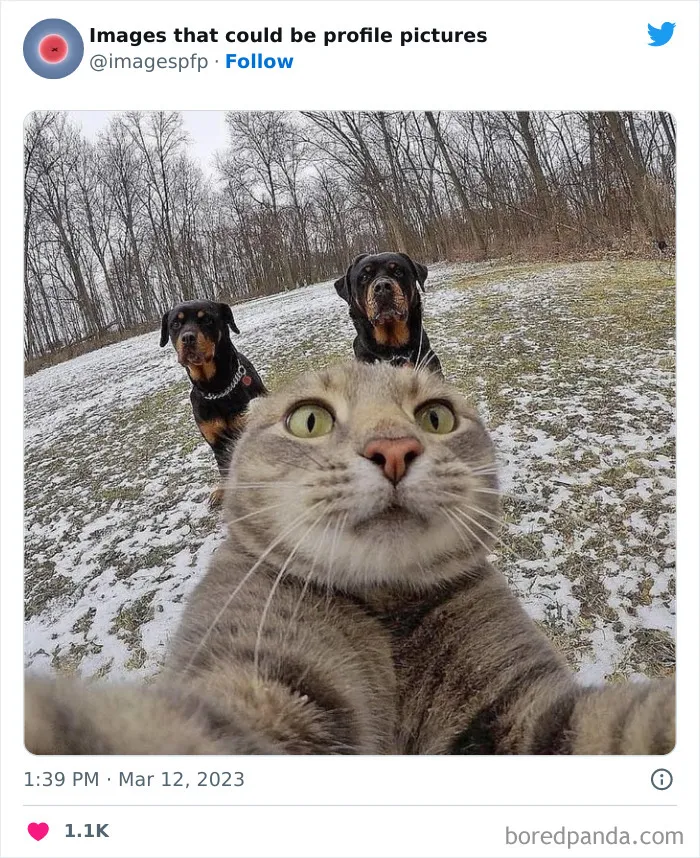 30 Of The Weirdest And Funniest Pics Shared On The "Images That Could Be Profile Pictures" Twitter Page