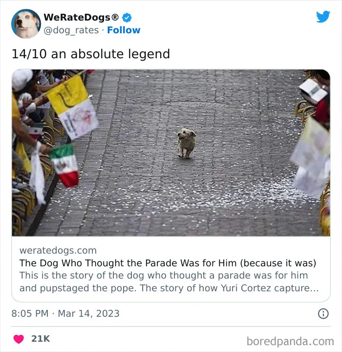 The “We Rate Dogs” Twitter Account With 9M Followers Rates People’s Dogs, And It’s As Hilarious As It Is Wholesome (50 New Pics)