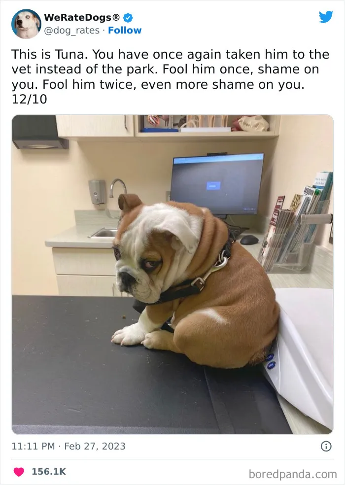 The “We Rate Dogs” Twitter Account With 9M Followers Rates People’s Dogs, And It’s As Hilarious As It Is Wholesome (50 New Pics)