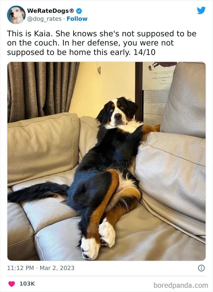 The “We Rate Dogs” Twitter Account With 9M Followers Rates People’s Dogs, And It’s As Hilarious As It Is Wholesome (50 New Pics)
