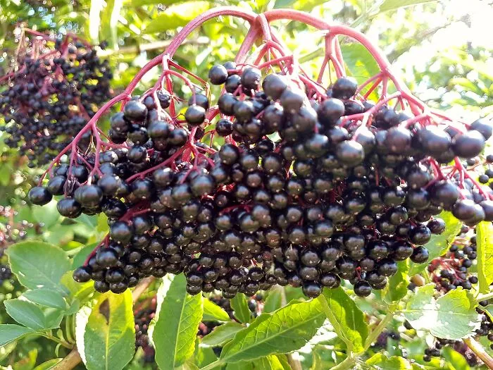 Elderberries
