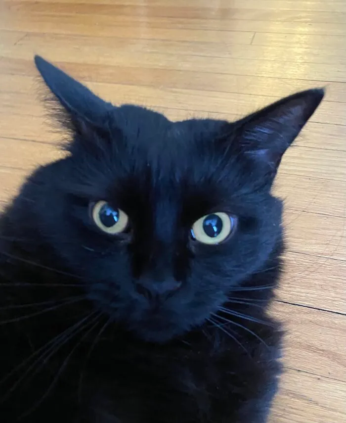 Here Are Some Photos Of My Pets To Hopefully Brighten Your Day (20 Pics)