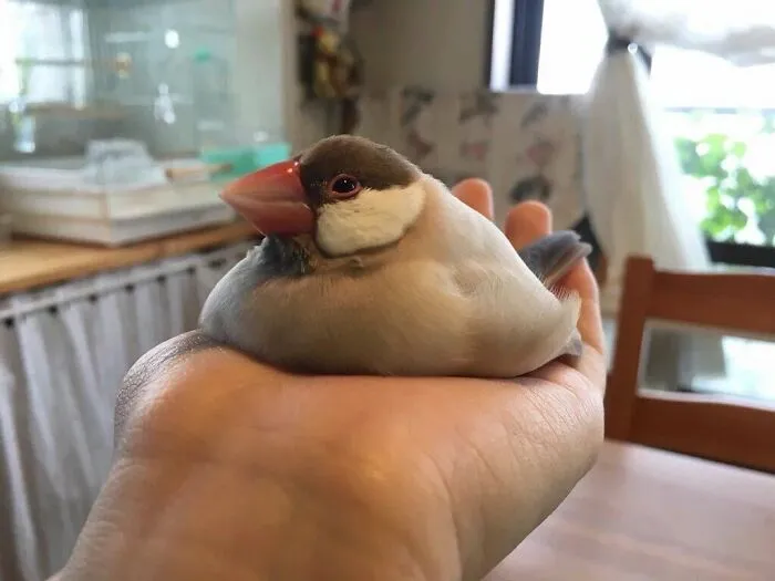I Want This Bird