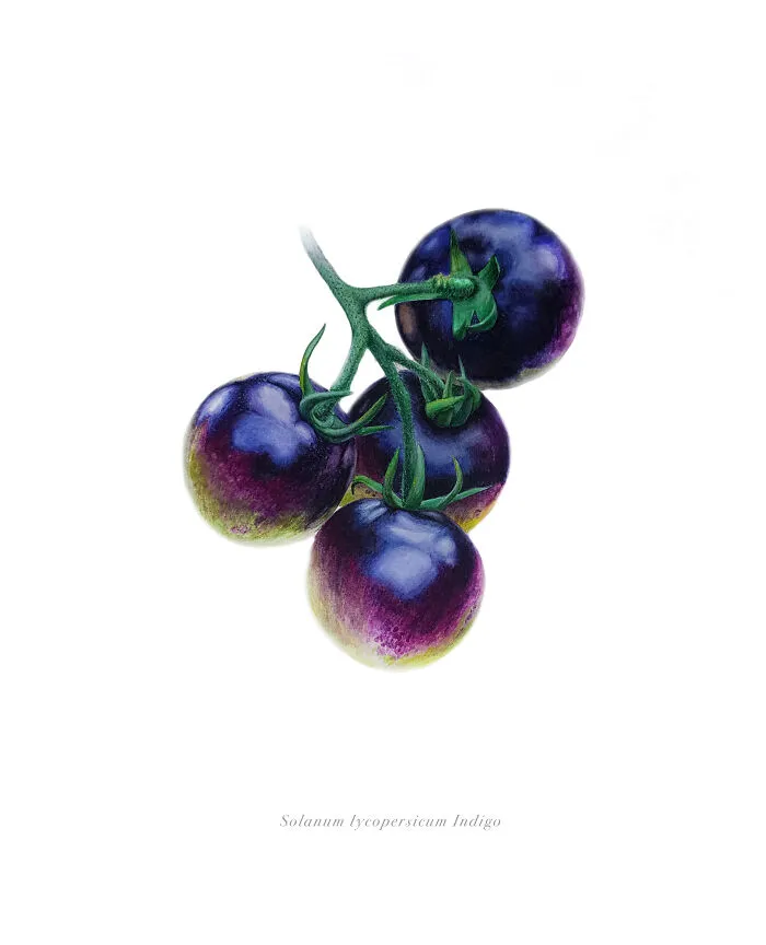 Black Tomatoes
