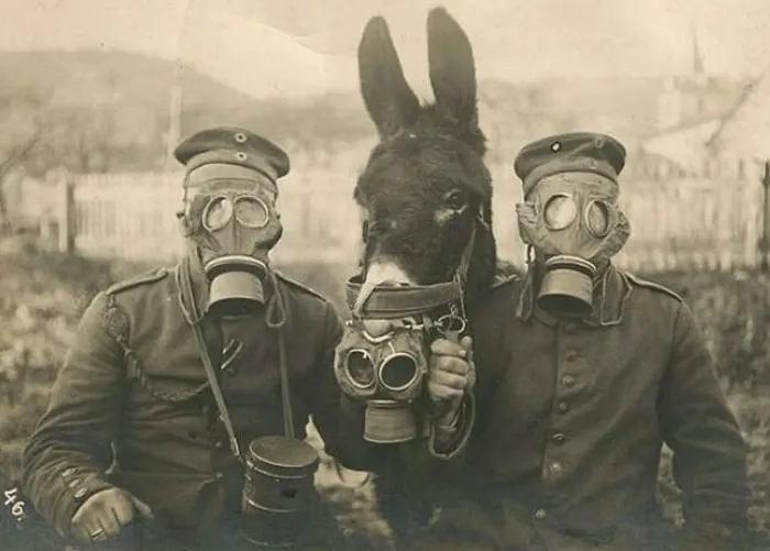 Two German Soldiers And Their Mule Wearing Gas Masks In Wwi, 1916. I'm Not Too Sure How That Worked Out For The Mule