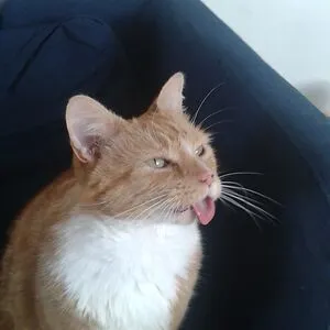 Divado
