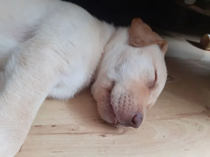 Baby Blep