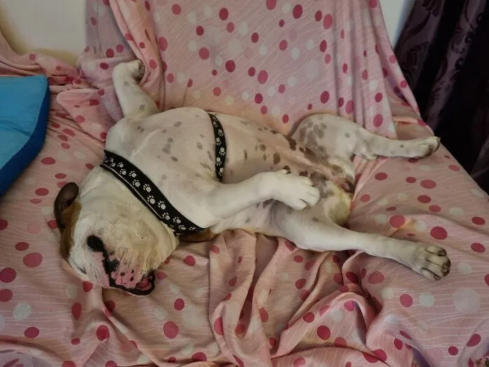 Our Bulldog Sushi. Ok, Not A Dumb Pic. She's Always Cute. But I Use The Chance To Share A Pic
