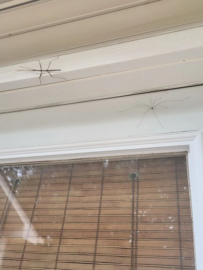 Wtf Are These Little Monsters 
