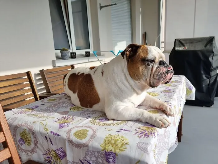 Sushi Likes To Climb On The Chair And From There Upon The Table Out On The Terrace Of Ours. From There She's Got A Good View Of The Neighbourhood
