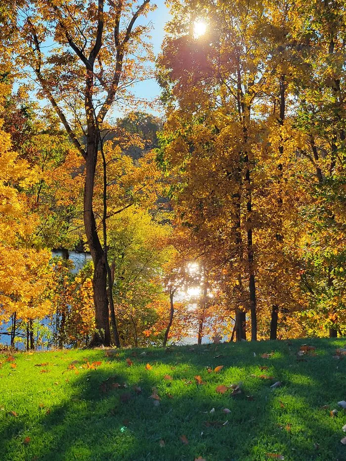Autumn In My Yard