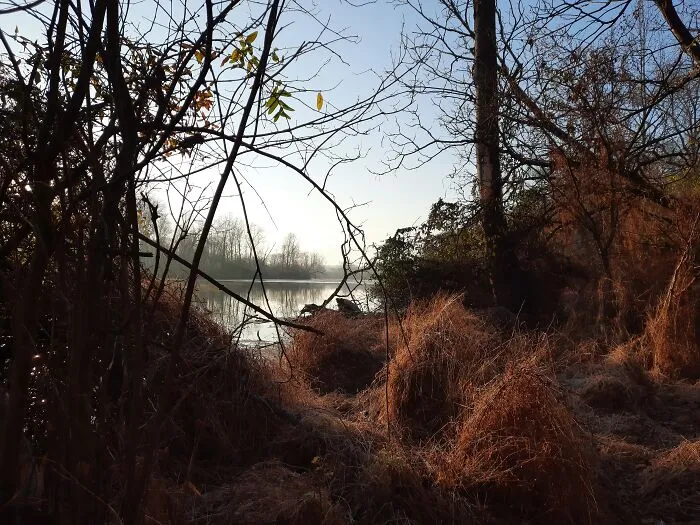 Quite Morning Walk By The Pond