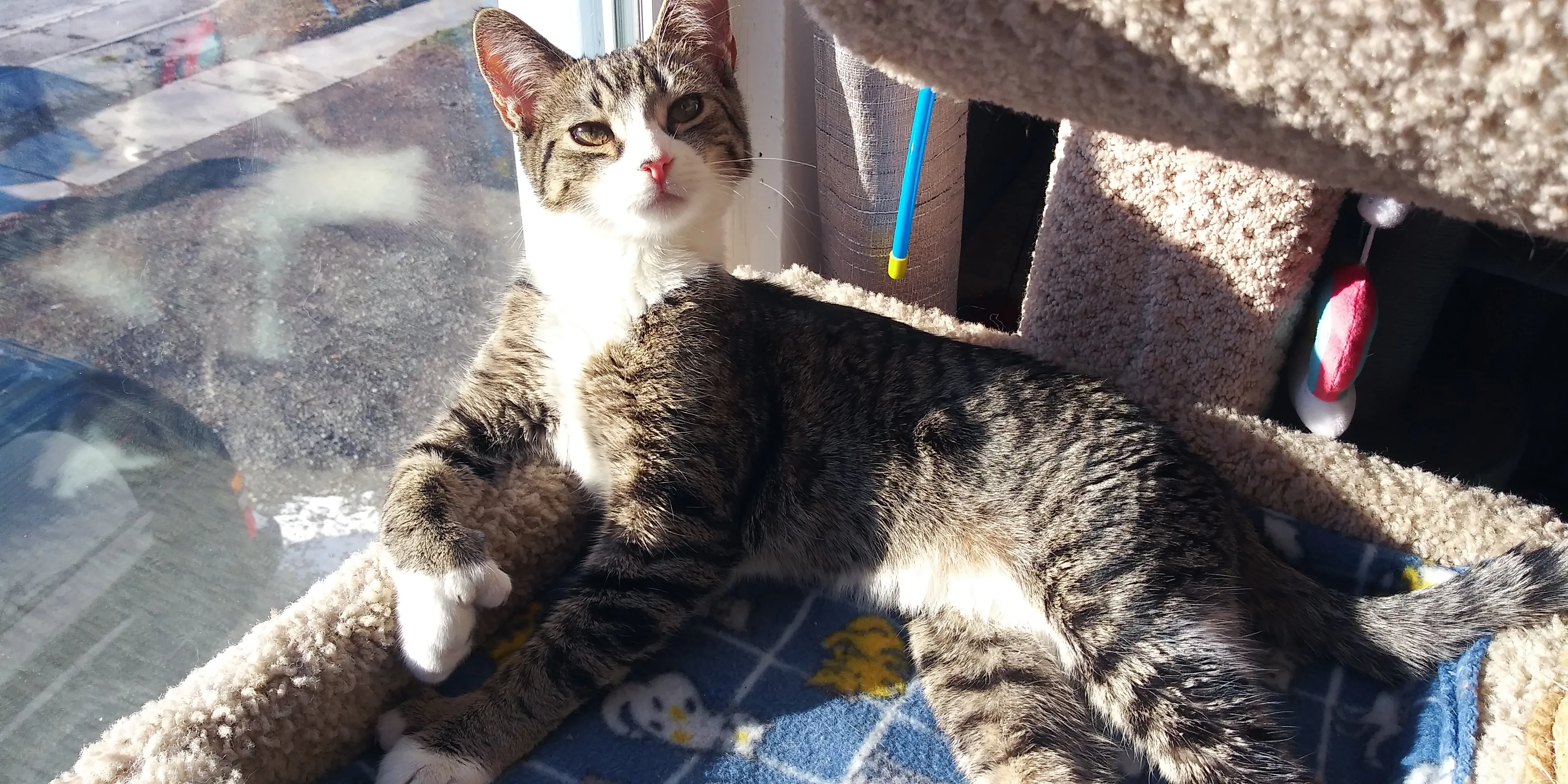 Proud To Introduce You To Pixel The Polydactyl Kitten.