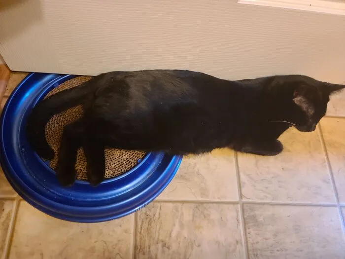 He Prefers To Sleep With His Hind End Up On Something