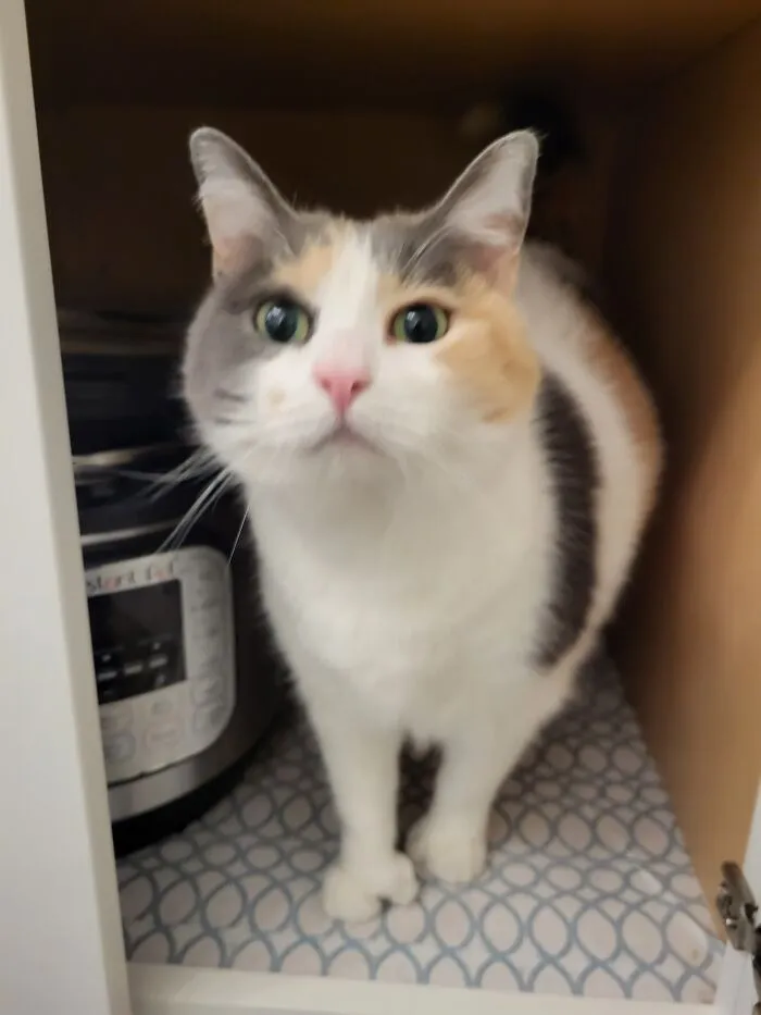 She Wants Pets. Give Her Pets