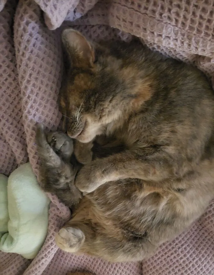 Lil Rosie