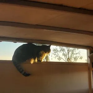 Cats4Ever