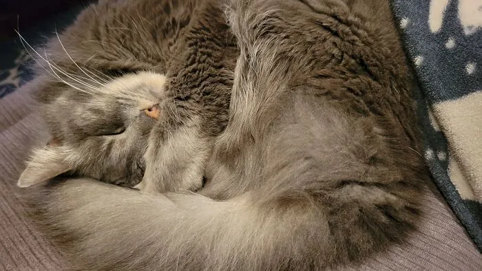 The Regal Floof Bailey, Aka Princess Fluffybutt