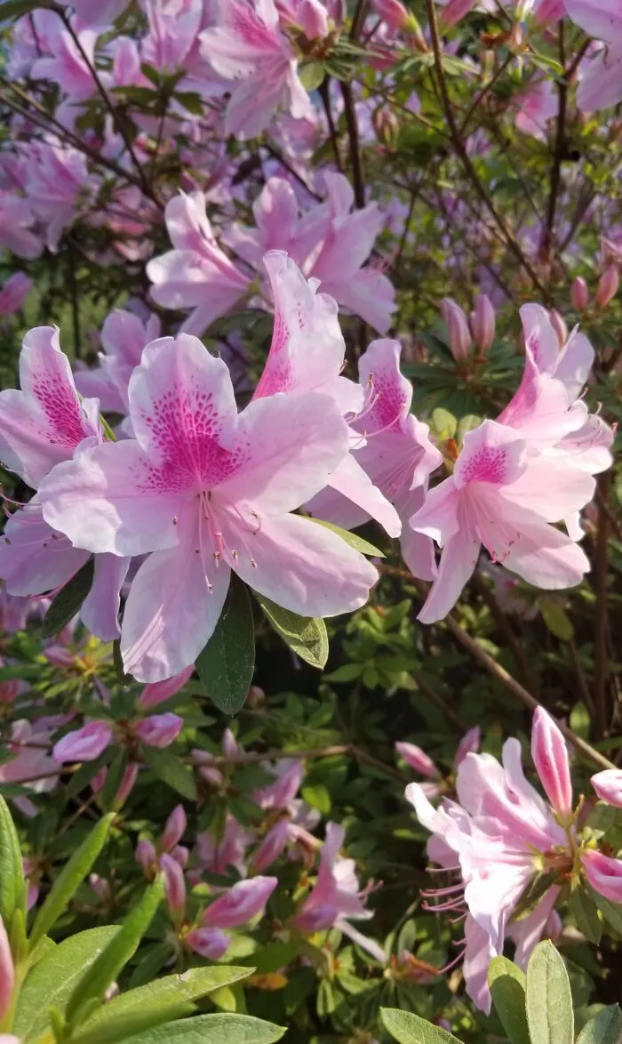 Mid-March Blooms