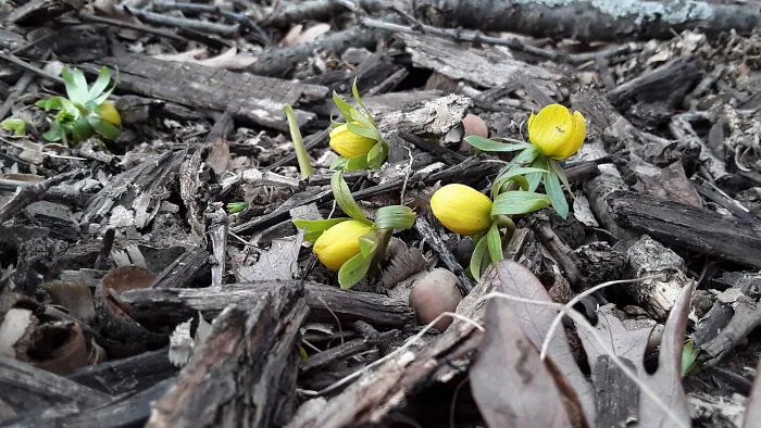 The Very First Flower (Eranthis Hyemalis)
