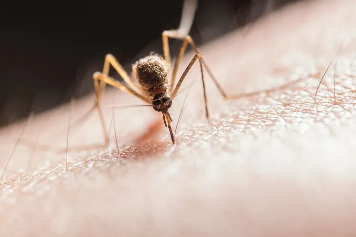 Las mordeduras y picaduras de insectos 
