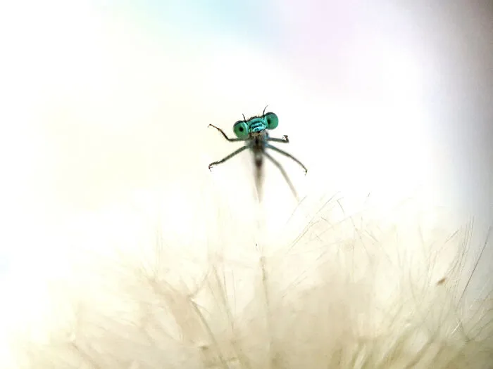Macro Details 1st Place Winner:eyes By Fabio Sartori