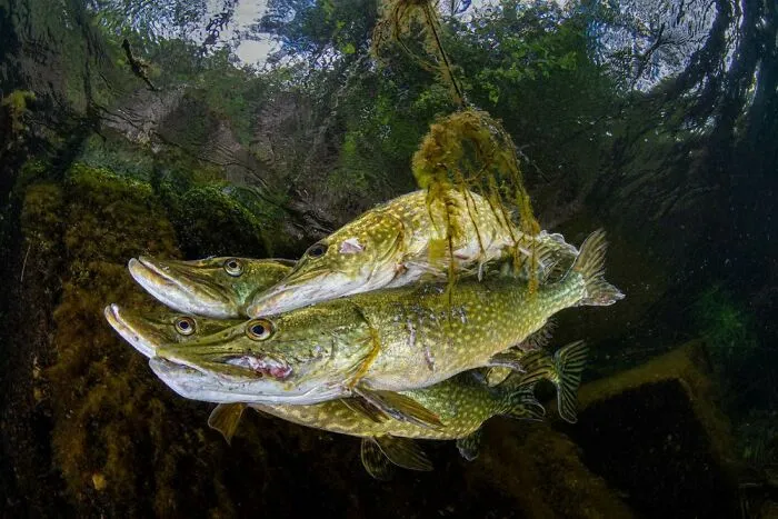Animal Behaviour: Runner-Up – “Pike Courtship” By Robert Cuss