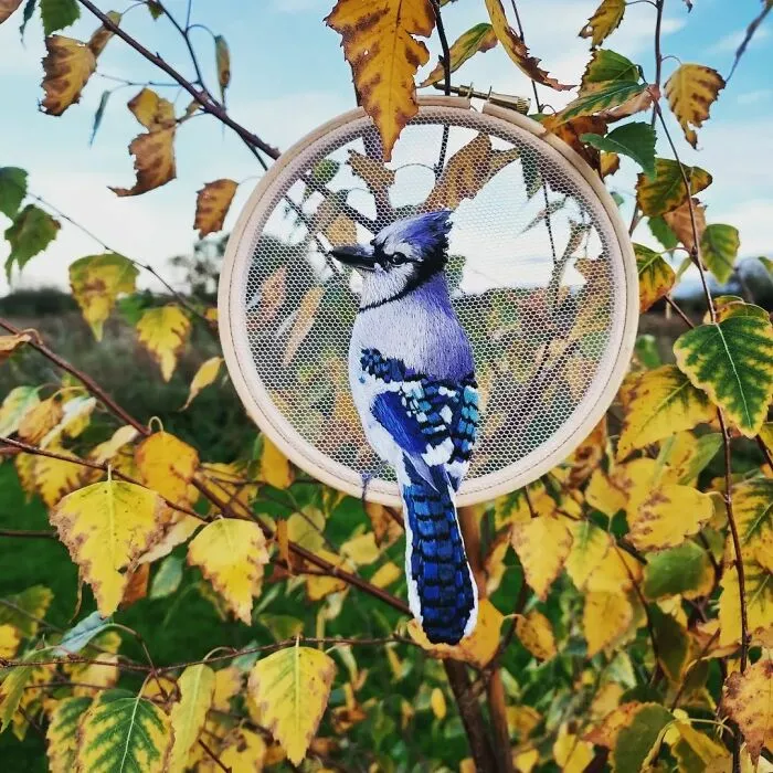 Blue Jay