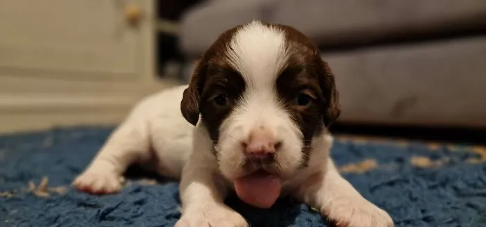 Puppy Love