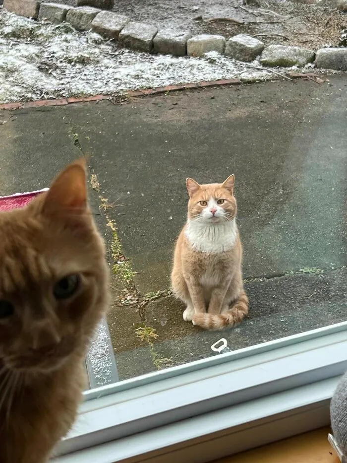 This Is Cheeto.  Not My Cat But Working Hard To Get Him To Trust Me