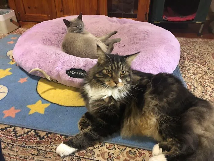 Guess Which One Does Not Live Here My Good Dog Bed. Not My Good Cat