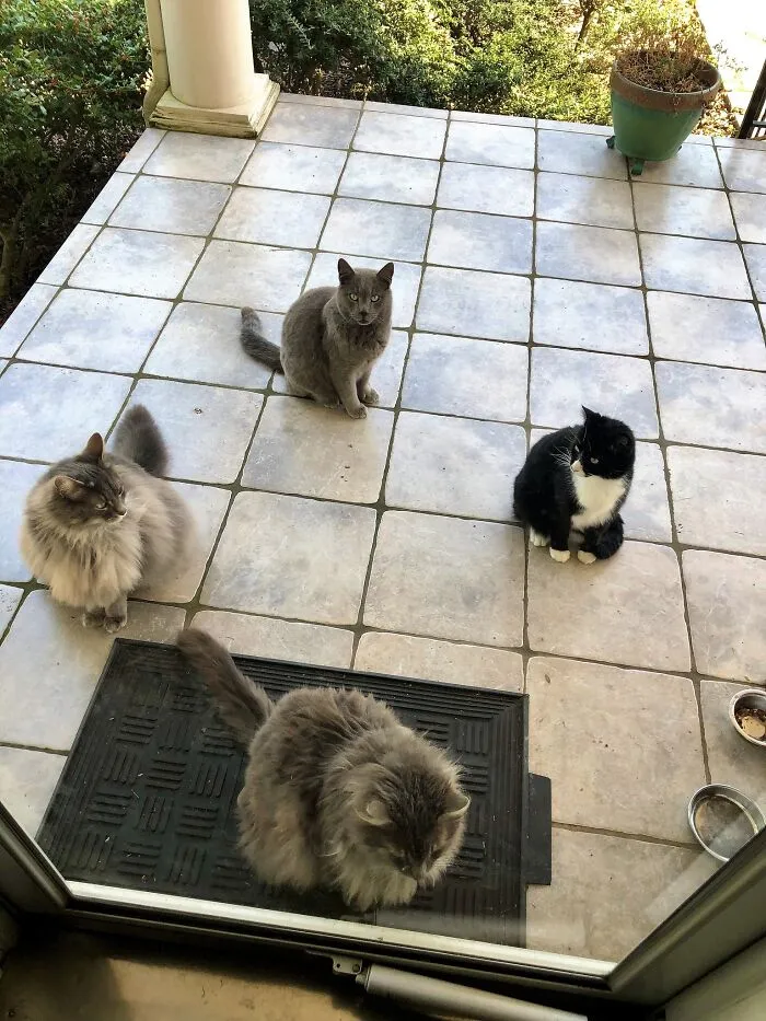 At Our Previous Home, Our Cat Gathered Friends And We Referred To Him As A Cat Magnet