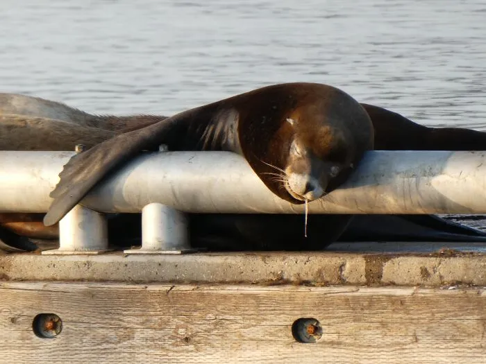 La siesta del majestuoso león marino