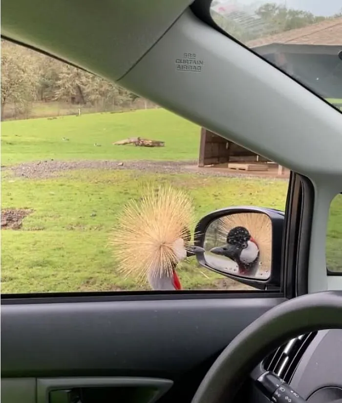 Cuando crees que vas a sacar una foto genial pero solo quieren ver como tienen el pelo