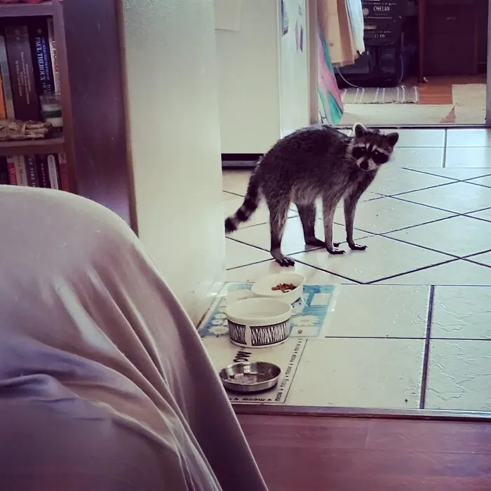 Esta es mi casa, pero ese no es mi gato