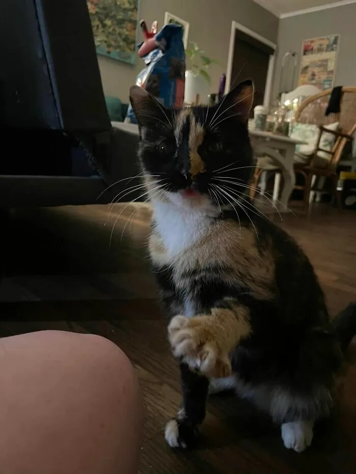 After Almost Three Months Of Taking Over My House And Tiptoeing Around Each Other, My Little Feral Kitty Has Finally Warmed Up To Me!